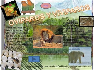 Estos animales se reproducen por medio de huevos; el embrión se desarrolla fuera del cuerpo de la madre y se alimenta de las sustancias nutritivas del huevo. animales cuyo desarrollo embrionario se realiza en la cavidad uterina de la madre, se alimenta de ésta y las crías nacen completamente formadas durante el parto. http://endrino.pntic.mec.es/~hotp0058/julia_alvarez/viviparos.htm VOLVER 