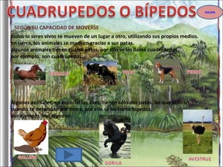 SEGÚN SU CAPACIDAD DE MOVERSE todos lo seres vivos se mueven de un lugar a otro, utilizando sus propios medios. en tierra, los animales se mueven gracias a sus patas. algunos animales tienen cuatro patas, por ello se les llama cuadrúpedos. por ejemplo, son cuadrúpedos: Algunos animales, en especial las aves, tienen sólo dos patas, las que utilizan cuando se desplazan por tierra, por ello se les llama bípedos. por ejemplo, son bípedos: VOLVER 