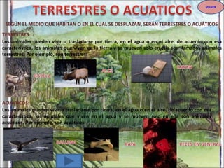 SEGÚN EL MEDIO QUE HABITAN O EN EL CUAL SE DESPLAZAN, SERÁN TERRESTRES O ACUÁTICOS Los animales pueden vivir o trasladarse por tierra, en el agua o en el aire. de acuerdo con esa característica, los animales que viven en la tierra y se mueven solo en ella son llamados animales terrestres. Por ejemplo, son terrestres: TERRESTRES: Los animales pueden vivir o trasladarse por tierra, en el agua o en el aire. de acuerdo con esa característica, los animales que viven en el agua y se mueven sólo en ella son animales acuáticos. Por ejemplo, son acuáticos: ACUATICOS: VOLVER 