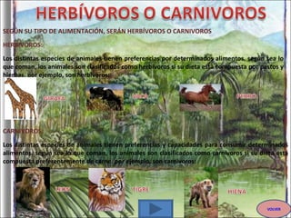 SEGÚN SU TIPO DE ALIMENTACIÓN, SERÁN HERBÍVOROS O CARNIVOROS HERBIVOROS: Los distintas especies de animales tienen preferencias por determinados alimentos. según sea lo que coman, los animales son clasificados como herbívoros si su dieta está compuesta por pastos y hierbas. por ejemplo, son herbívoros: CARNIVOROS: Los distintas especies de animales tienen preferencias y capacidades para consumir determinados alimentos. según sea lo que coman, los animales son clasificados como carnívoros si su dieta está compuesta preferentemente de carne. por ejemplo, son carnívoros: VOLVER 