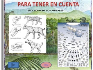 EVOLUCION DE LOS ANIMALES VOLVER 