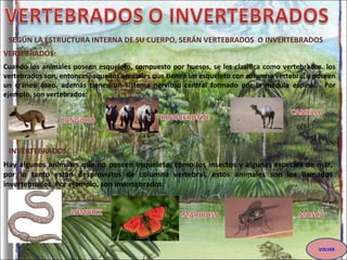 SEGÚN LA ESTRUCTURA INTERNA DE SU CUERPO, SERÁN VERTEBRADOS  O INVERTEBRADOS  Cuando los animales poseen esqueleto, compuesto por huesos, se les clasifica como vertebrados. los vertebrados son, entonces, aquellos animales que tienen un esqueleto con columna vertebral y poseen un cráneo óseo. además tienen un sistema nervioso central formado por la médula espinal.  Por ejemplo, son vertebrados: VERTEBRADOS: INVERTEBRADOS: Hay algunos animales que no poseen esqueleto, como los insectos y algunas especies de mar, por lo tanto están desprovistos de columna vertebral, estos animales son los llamados invertebrados. Por ejemplo, son invertebrados: VOLVER 