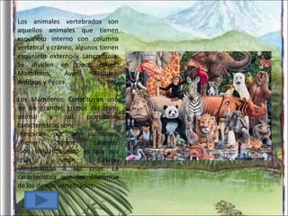 Los animales vertebrados son aquellos animales que tienen esqueleto interno con columna vertebral y cráneo, algunos tienen esqueleto externo y sangre roja. Se dividen en cinco clases: Mamíferos, Aves, Reptiles, Anfibios y Peces . Los Mamíferos: Constituyen uno de los grandes grupos del reino animal y sus principales características son: -Respiran por los pulmones. -Tienen sangre caliente. -Son vivíparos, esto es que sus crías nacen vivas. -Amamantan a sus crías. La característica que los diferencia de los demás vertebrados.  