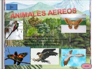 Tienen la capacidad de volar o desplazarse por los aires con sus propias capacidades. Son animales aéreos principalmente las aves e insectos. VOLVER 