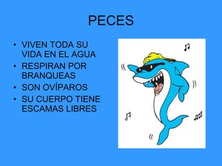 PECES VIVEN TODA SU VIDA EN EL AGUA RESPIRAN POR BRANQUEAS SON OVÍPAROS SU CUERPO TIENE ESCAMAS LIBRES 