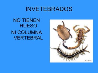 INVETEBRADOS NO TIENEN HUESO NI COLUMNA VERTEBRAL 