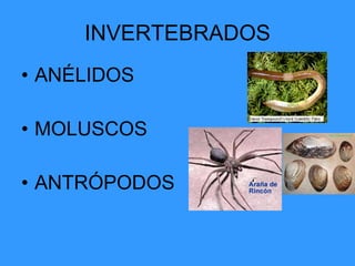 INVERTEBRADOS ANÉLIDOS MOLUSCOS ANTRÓPODOS 