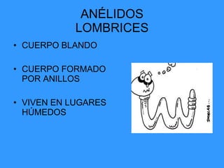 ANÉLIDOS LOMBRICES CUERPO BLANDO CUERPO FORMADO POR ANILLOS VIVEN EN LUGARES HÚMEDOS 