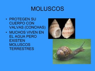 MOLUSCOS PROTEGEN SU CUERPO CON VALVAS (CONCHAS) MUCHOS VIVEN EN EL AGUA PERO EXISTEN MOLUSCOS TERRESTRES 