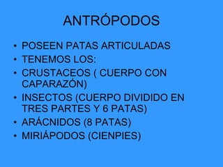 ANTRÓPODOS POSEEN PATAS ARTICULADAS TENEMOS LOS: CRUSTACEOS ( CUERPO CON CAPARAZÓN) INSECTOS (CUERPO DIVIDIDO EN TRES PARTES Y 6 PATAS) ARÁCNIDOS (8 PATAS) MIRIÁPODOS (CIENPIES) 