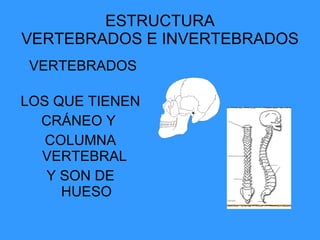 ESTRUCTURA VERTEBRADOS E INVERTEBRADOS VERTEBRADOS  LOS QUE TIENEN CRÁNEO Y  COLUMNA VERTEBRAL  Y SON DE HUESO 