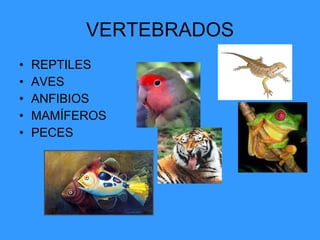 VERTEBRADOS REPTILES AVES ANFIBIOS MAMÍFEROS  PECES 
