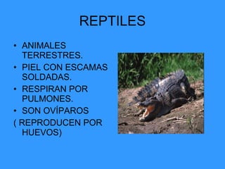 REPTILES ANIMALES TERRESTRES. PIEL CON ESCAMAS SOLDADAS. RESPIRAN POR PULMONES. SON OVÍPAROS  ( REPRODUCEN POR HUEVOS) 