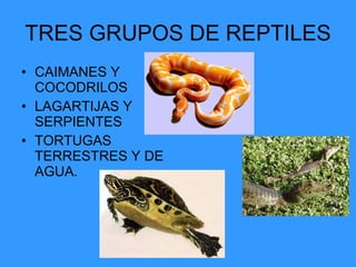 TRES GRUPOS DE REPTILES CAIMANES Y COCODRILOS LAGARTIJAS Y SERPIENTES TORTUGAS TERRESTRES Y DE AGUA. 