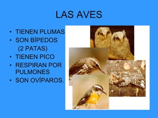 LAS AVES TIENEN PLUMAS SON BÍPEDOS (2 PATAS) TIENEN PICO RESPIRAN POR PULMONES SON OVÍPAROS. 