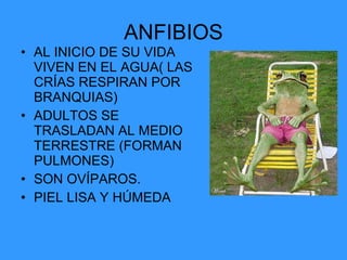 ANFIBIOS AL INICIO DE SU VIDA VIVEN EN EL AGUA( LAS CRÍAS RESPIRAN POR BRANQUIAS) ADULTOS SE TRASLADAN AL MEDIO TERRESTRE (FORMAN PULMONES) SON OVÍPAROS. PIEL LISA Y HÚMEDA 