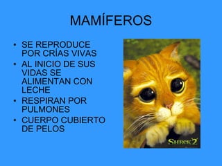 MAMÍFEROS SE REPRODUCE POR CRÍAS VIVAS AL INICIO DE SUS VIDAS SE ALIMENTAN CON LECHE RESPIRAN POR PULMONES CUERPO CUBIERTO DE PELOS 
