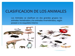 CLASIFICACION DE LOS ANIMALES
Los Animales se clasifican en dos grandes grupos: los
animales Vertebrados y los animales Invertebrados, según
posean o no esqueleto interno
 