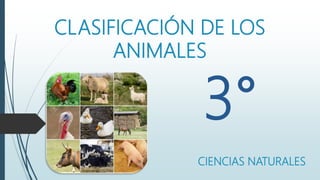 CLASIFICACIÓN DE LOS
ANIMALES
CIENCIAS NATURALES
3°
 