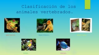 Clasificación de los
animales vertebrados.
ANFIBIOS.
AVES.
MAMIFEROS.
PECES.
REPTILES.
 