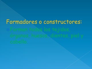 Formadores o constructores:
 Forman

todos los tejidos,
órganos, huesos, dientes, piel y
cabello.

 
