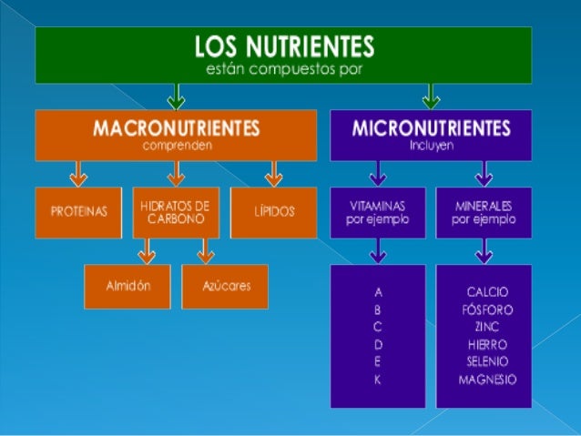Clasificacion de los nutrientes