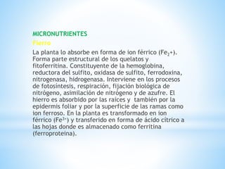 MICRONUTRIENTES
Fierro
La planta lo absorbe en forma de ion férrico (Fe2+).
Forma parte estructural de los quelatos y
fitoferritina. Constituyente de la hemoglobina,
reductora del sulfito, oxidasa de sulfito, ferrodoxina,
nitrogenasa, hidrogenasa. Interviene en los procesos
de fotosíntesis, respiración, fijación biológica de
nitrógeno, asimilación de nitrógeno y de azufre. El
hierro es absorbido por las raíces y también por la
epidermis foliar y por la superficie de las ramas como
ion ferroso. En la planta es transformado en ion
férrico (Fe3+) y transferido en forma de ácido cítrico a
las hojas donde es almacenado como ferritina
(ferroproteina).
 