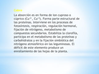 Cobre
La absorción es en forma de ion cuproso o
cúprico (Cu+2 , Cu+3). Forma parte estructural de
las proteínas. Interviene en los procesos de
fotosíntesis, respiración, regulación hormonal,
fijación de nitrógeno, metabolismo de
compuestos secundarios. Estabiliza la clorofila,
participa en el metabolismo de las proteínas y
carbohidratos y en la fijación simbiótica del
nitrógeno atmosférico en las leguminosas. El
déficit de este elemento produce un
enrollamiento de las hojas de la planta.
 