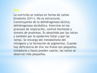 Zinc
La nutrición se realiza en forma de cation
bivalente (Zn2+). No es estructural.
Constituyente de la dehidrogenasa láctica,
dehidrogenasa alcohólica. Intervine en los
procesos de respiración, control hormonal y
síntesis de proteínas. Es absorbido por las raíces
y también por la epidermis foliar y por las
ramas. Se encarga del metabolismo del
nitrógeno y la formación de pigmentos. Cuando
hay deficiencia de zinc los frutos son pequeños,
inmaduros y hasta pueden caerse, las raíces se
observan más pequeñas.
 