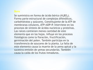 Boro
Se suministra en forma de ácido bórico (H3BO3).
Forma parte estructural de complejos difenólicos,
carbohidratos y azúcares. Constituyente de la ATP de
membranas celulares, ATP=ADP+P. Interviene en los
procesos de síntesis de ácidos nucleicos y proteínas.
Las raíces contienen menos cantidad de este
elemento que en las hojas. Influye en los procesos
fisiológicos como la floración, fructificación,
germinación del polen. También participa en la
transferencia de azucares de la planta. La falta de
este elemento causa la muerte de la yema apical y la
sucesiva emisión de yemas secundarias. También
causa la caída de los frutos inmaduros.
 
