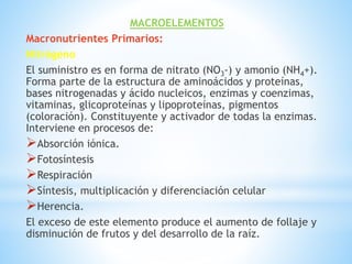 MACROELEMENTOS
Macronutrientes Primarios:
Nitrógeno
El suministro es en forma de nitrato (NO3-) y amonio (NH4+).
Forma parte de la estructura de aminoácidos y proteínas,
bases nitrogenadas y ácido nucleicos, enzimas y coenzimas,
vitaminas, glicoproteínas y lipoproteínas, pigmentos
(coloración). Constituyente y activador de todas la enzimas.
Interviene en procesos de:
Absorción iónica.
Fotosíntesis
Respiración
Síntesis, multiplicación y diferenciación celular
Herencia.
El exceso de este elemento produce el aumento de follaje y
disminución de frutos y del desarrollo de la raíz.
 
