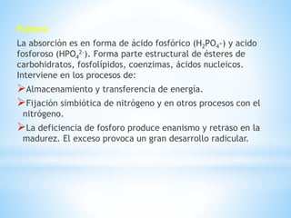 Fosforo
La absorción es en forma de ácido fosfórico (H2PO4-) y acido
fosforoso (HPO4
2-). Forma parte estructural de ésteres de
carbohidratos, fosfolípidos, coenzimas, ácidos nucleicos.
Interviene en los procesos de:
Almacenamiento y transferencia de energía.
Fijación simbiótica de nitrógeno y en otros procesos con el
nitrógeno.
La deficiencia de fosforo produce enanismo y retraso en la
madurez. El exceso provoca un gran desarrollo radicular.
 