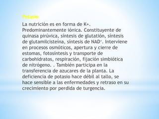 Potasio
La nutrición es en forma de K+.
Predominantemente iónica. Constituyente de
quinasa pirúvica, síntesis de glutatión, síntesis
de glutamilcisteína, síntesis de NAD+. Interviene
en procesos osmóticos, apertura y cierre de
estomas, fotosíntesis y transporte de
carbohidratos, respiración, fijación simbiótica
de nitrógeno. . También participa en la
transferencia de azucares de la planta. La
deficiencia de potasio hace débil al tallo, se
hace sensible a las enfermedades y retraso en su
crecimiento por perdida de turgencia.
 