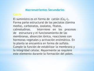 Macronutrientes Secundarios
Calcio
El suministro es en forma de catión (Ca2+).
Forma parte estructural de los pectatos (lámina
media), carbonatos, oxalatos, fitatos,
calmoludinas. Interviene en los procesos
de estructura y el funcionamiento de las
membranas, absorción iónica, reacciones con
hormonas vegetales y activación enzimática. En
la planta se encuentra en forma de sulfato.
Cumple la función de estabilizar la membrana y
la integridad celular. Mayormente se requiere
este elemento durante la formación del polen.
 