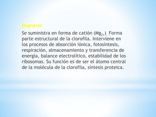 Magnesio
Se suministra en forma de catión (Mg2+). Forma
parte estructural de la clorofila. Interviene en
los procesos de absorción iónica, fotosíntesis,
respiración, almacenamiento y transferencia de
energía, balance electrolítico, estabilidad de los
ribosomas. Su función es de ser el átomo central
de la molécula de la clorofila, síntesis proteica.
 