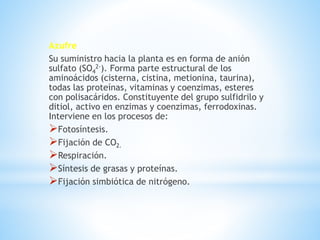 Azufre
Su suministro hacia la planta es en forma de anión
sulfato (SO4
2-). Forma parte estructural de los
aminoácidos (cisterna, cistina, metionina, taurina),
todas las proteínas, vitaminas y coenzimas, esteres
con polisacáridos. Constituyente del grupo sulfidrilo y
ditiol, activo en enzimas y coenzimas, ferrodoxinas.
Interviene en los procesos de:
Fotosíntesis.
Fijación de CO2.
Respiración.
Síntesis de grasas y proteínas.
Fijación simbiótica de nitrógeno.
 