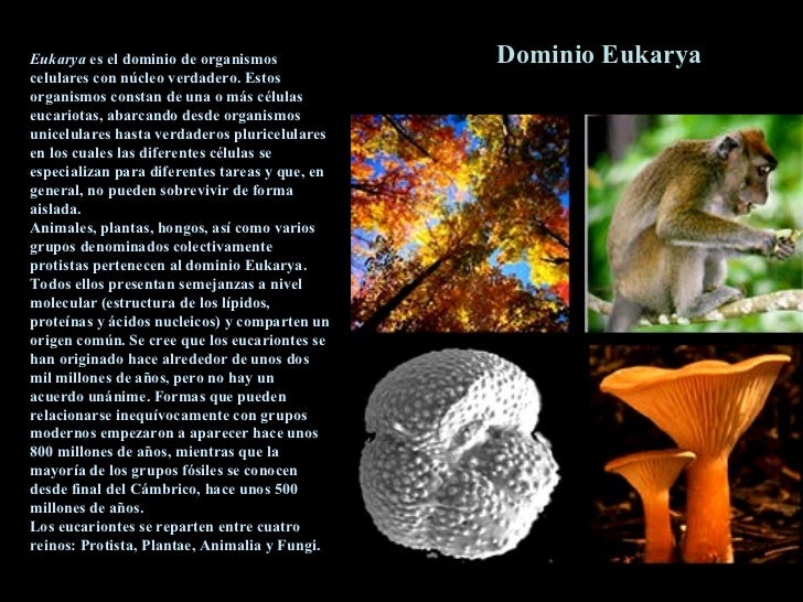Eukarya Ejemplos