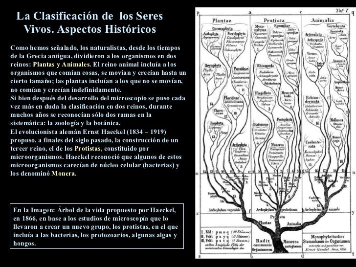 Clasificacion De Los Seres Vivos