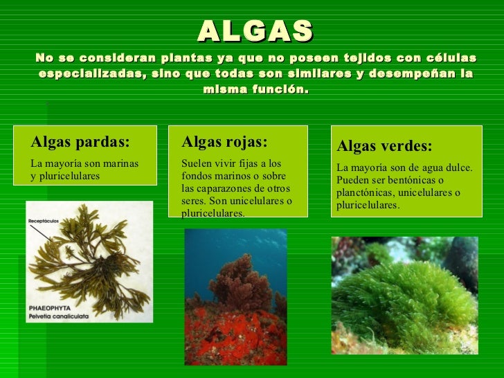 Furazolidon de las lamblias el foro