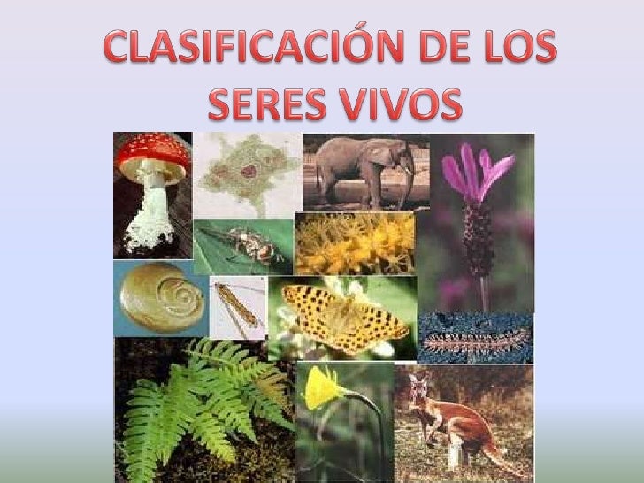 Clasificacion De Los Seres Vivos D83