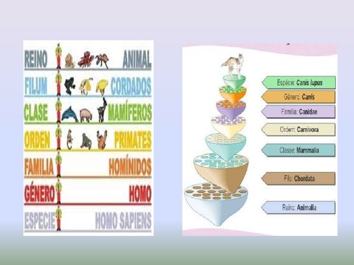 Resultado de imagen de clasificación jerarquica seres vivos