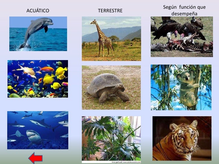 Clasificacion de los seres vivos
