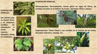 PLANTAS CON
SEMILLAS.
Son plantas que
no tienen flores
y no producen
semillas. Se
reproducen a
través de
esporas.
Ejemplos: Musg
os y helechos.
PLANTAS SIN SEMILLAS.
Gimnospermas: Normalmente, tienen piñas en lugar de flores, las
semillas no están en el interior de frutos.. Ejemplos: Pinos y abetos.
Angiospermas: Tienen flores y sus semillas en el interior de los frutos.
Ejemplos: manzano, naranjo, etc...
 
