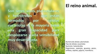 El reino animal.
Numero de células: pluricelular.
Tipo de células; eucariotas
Nutrición: heterótrofos
Organismos: esponjas, gusanos, peces,
anfibios, reptiles, pájaros, mamíferos.
 