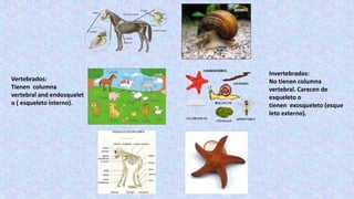 Vertebrados:
Tienen columna
vertebral and endosquelet
o ( esqueleto interno).
Invertebrados:
No tienen columna
vertebral. Carecen de
esqueleto o
tienen exosqueleto (esque
leto externo).
 