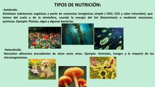 TIPOS DE NUTRICIÓN:
-Autótrofa:
Sintetizan substancias orgánicas a partir de sustancias inorgánicas simple ( H2O, CO2 y sales minerales), que
toman del suelo y de la atmósfera, usando la energía del Sol (fotosíntesis) o mediante reacciones
químicas. Ejemplo: Plantas, algas y algunas bacterias.
-Heterótrofa:
Necesitan alimentos procedentes de otros seres vivos. Ejemplo: Animales, hongos y la mayoría de los
microorganismos.
 