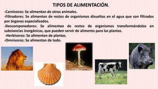 TIPOS DE ALIMENTACIÓN.
-Carnívoros: Se alimentan de otros animales.
-Filtradores: Se alimentan de restos de organismos disueltos en el agua que son filtrados
por órganos especializados.
-Descomponedores: Se alimentan de restos de organismos transformándolos en
substancias inorgánicas, que pueden servir de alimento para las plantas.
-Herbívoros: Se alimentan de plantas.
-Omnívoros: Se alimentan de todo.
 