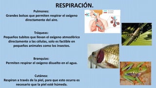 RESPIRACIÓN.
Pulmones:
Grandes bolsas que permiten respirar el oxígeno
directamente del aire.
Tráqueas:
Pequeños tubitos que llevan el oxígeno atmosférico
directamente a las células, solo es factible en
pequeños animales como los insectos.
Branquias:
Permiten respirar el oxígeno disuelto en el agua.
Cutánea:
Respiran a través de la piel, para que esto ocurra es
necesario que la piel esté húmeda.
 
