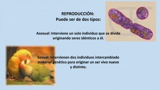 REPRODUCCIÓN:
Puede ser de dos tipos:
Asexual: Interviene un solo individuo que se divide
originando seres idénticos a él.
Sexual: Intervienen dos individuos intercambiado
material genético para originar un ser vivo nuevo
y distinto.
 