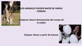 LOS ANIMALES PUEDEN NACER DE VARIAS
FORMAS:
Vivíparos: Nacen directamente del cuerpo de
la madre.
Ovípara: Nacen a partir de huevos.
 
